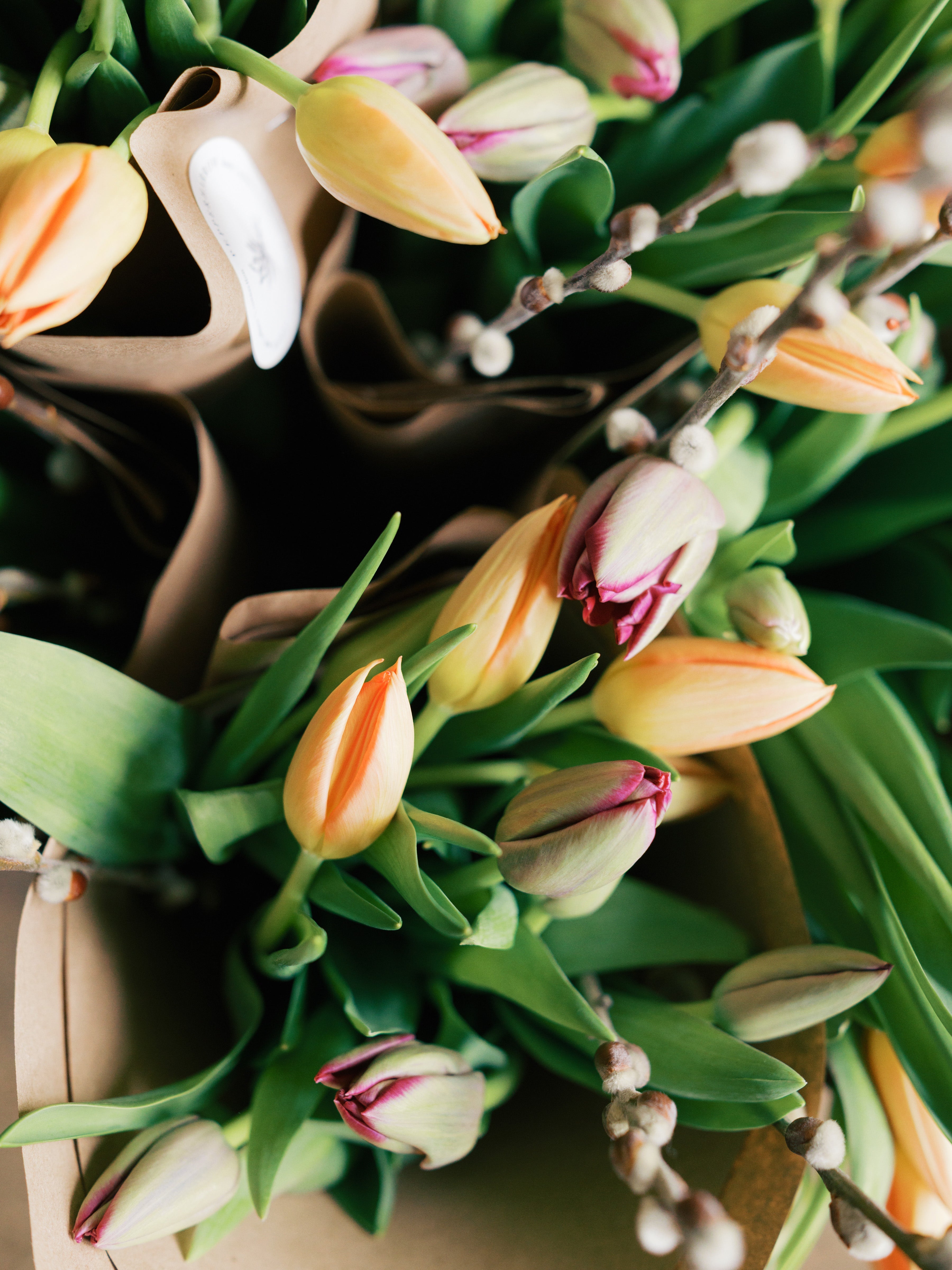 close up photo of tulips